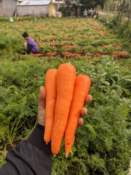 carot berastagi 2